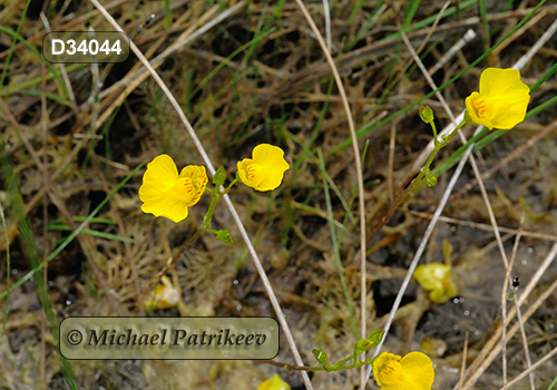 Flat-leaved Bladderwort (Utricularia intermedia)